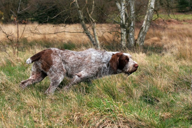 Spindog online, spindog uk